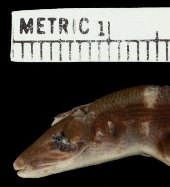 Media type: image;   Herpetology R-32193 Aspect: head lateral